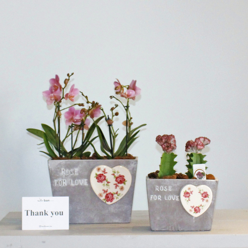 Pink Orchids and  Euphorbia Cristata - Pink mini orchids planted in big pot and  Euphorbia Cristata in a smaller pot. H 55 x 28 Cm