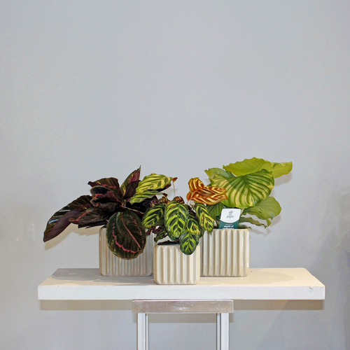 Calathea Family Beige - 3 kinds Calathea: orbifolia, makoyana and roseapicta dottie each are planted in 3 beige vases.