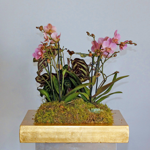 Gold Square Planter - Gold square planter contains pink mini orchids, calathea plant and echeveria decorated with flat moss and chopped woods. H 40 x W 40 cm.