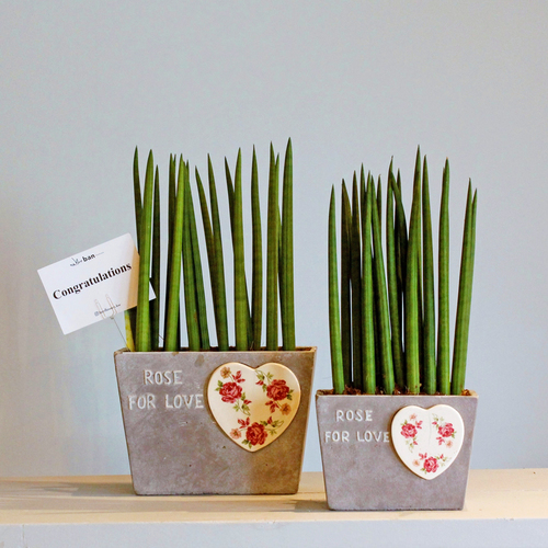 Sansevieria Cylindrica - These vases both contains sansevieria plants.