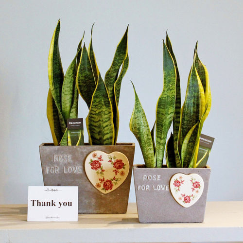 Sansevieria Set - Set of sansevieria planted in two gray planters.