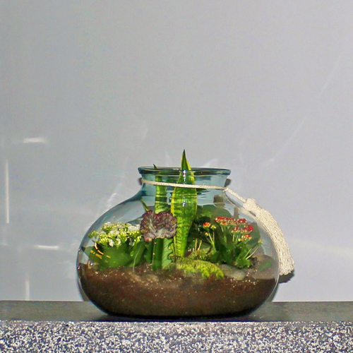 Terrarium Garden 2 - Large terrarium consist of kalanchoe, sansevieria, euphorbia and cactus.