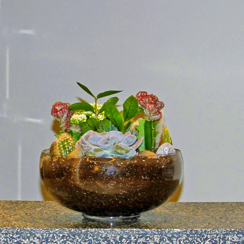 Glass Bowl Garden - Glass bowl contains cactus, euphorbia, echeveria and kalanchoe plants.