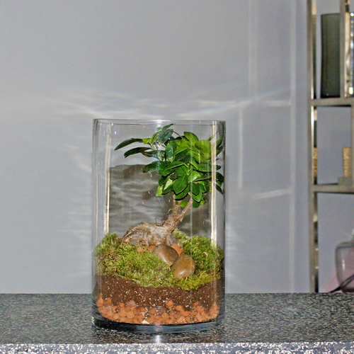 Ficus Ginseng Terrarium - Ficus ginseng bonsai plant in cylinder glass vase decorated with stones and moss.