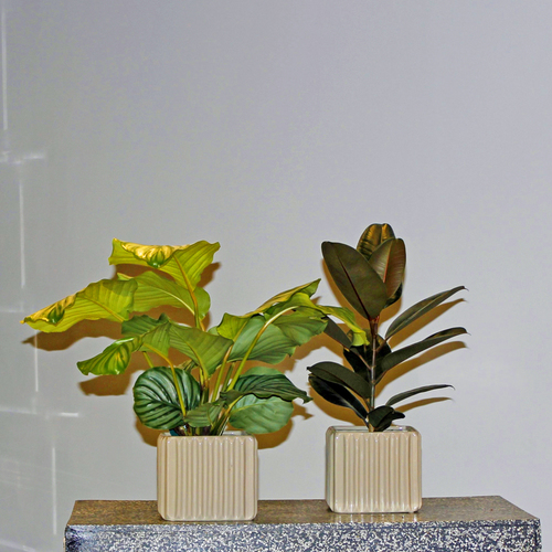 Ban Flowers - نبات الكالاتيا والمطاط - Calathea Orbifolia and Rubber plant, both planted in brown ceramic pot.