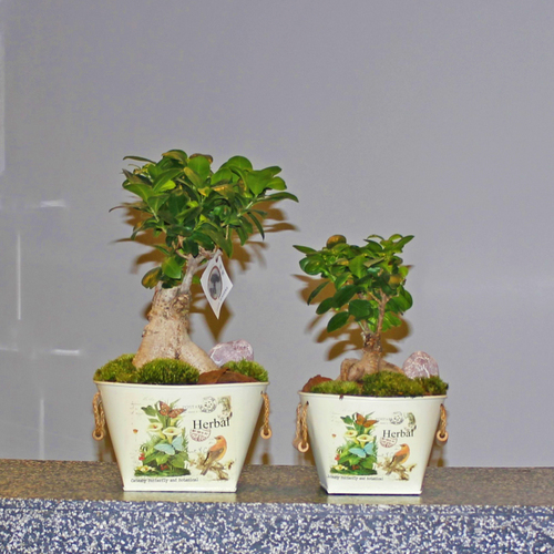 Mini Me Bonsai - Big and small ficus ginseng plants both planted in metal planters.