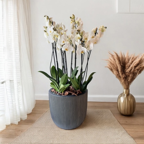 White orchids Arrangement