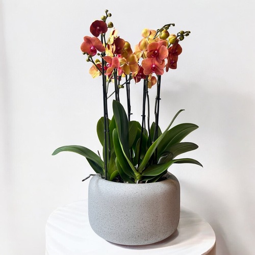 Peach Orchid Elegance - A graceful arrangement of peach orchids in a modern grey ceramic vase, adding elegance to any space.