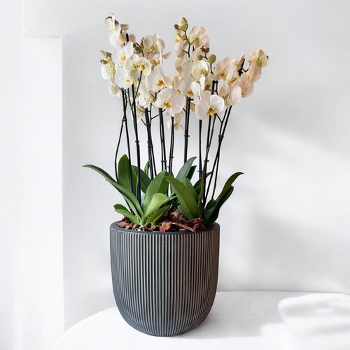 Ban Flowers - White orchids Arrangement