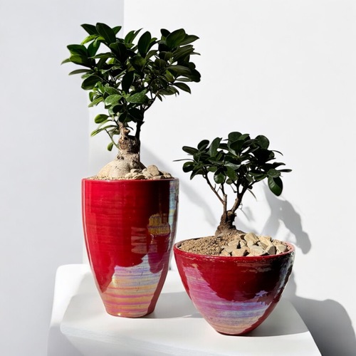 Ficus Ginseng Pair - This set of two ficus ginseng plants makes a perfect, thoughtful gift. With proper care, they can live for many years.