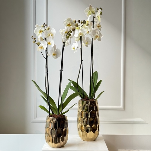 Eternal Elegance - A luxurious set of two gold vases with elegant white orchids, the perfect gift for any occasion, offering timeless beauty and sophistication.