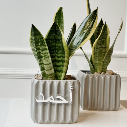 Eternal Gift - A gift that grows with time, just like the bond we share. This Sansevieria plant symbolizes strength, resilience, and enduring beauty. With its timeless elegance, it’s a reminder that some things, like your kindness, last forever.