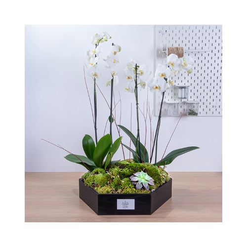 Blank Sheets - This black wooden hexagon contains plant orchids.
Height: 86cm Width: 75cm Sell by: Quantity