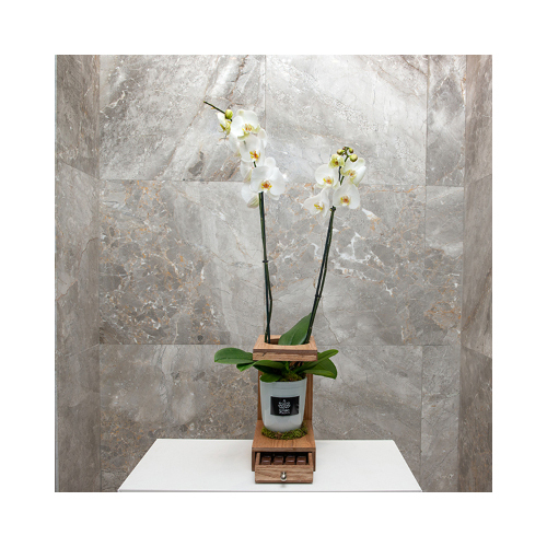 Wood Simplicity - This wooden basket contains orchid plant with Belgian chocolates.
 Height: 85cm  Width: 20cm  Sell by: Quantity