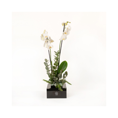 Simply Orchid - This acrylic vase contains white orchid plants and green leaves.
 Height: 65cm  Width: 22cm  Sell by: Quantity