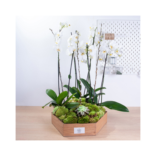 Sensuous - This wooden hexagon contains orchids plant and elegant echeveria. 
Height: 86cm  Width: 75cm  Sell by: Quantity