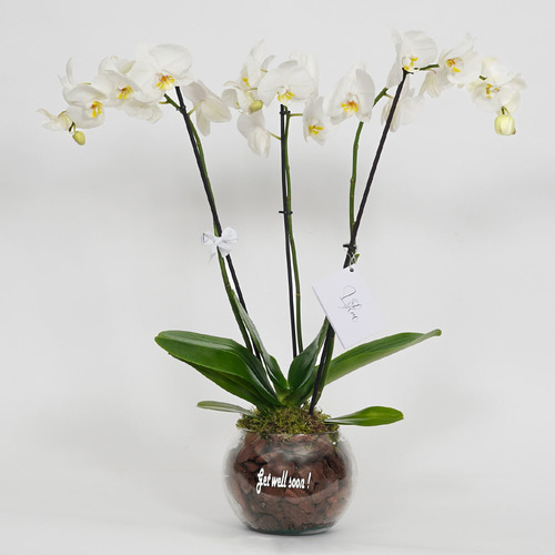 Nova - Glass vase contains white orchid  Height 80 Width 47