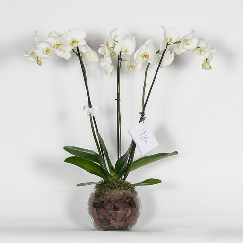 Nova2 - Glass vase contains white orchid  Height 80 Width 47