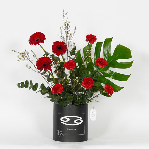 Cancer 2 - Black box contains red gerbera and red carnation  Height 70  Width 68