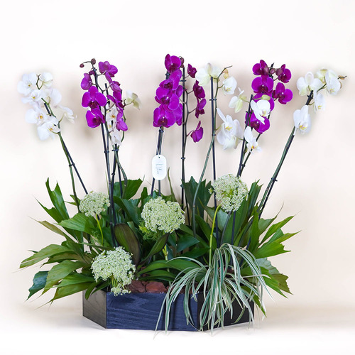 Mix Orchid - Black wooden vase contains white Orchid, purple Orchid and greenery.  Height 76  Width 87