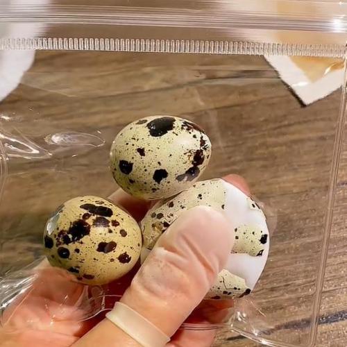 TOY SILICONE QUAIL EGG / TY-0005 - Color : [Simulation with shell]  Quail Egg Squeezing Fun