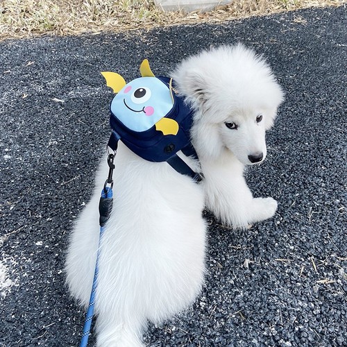 PET BACKPACK BAG WITH LEASH / PS-0039 - COLOR BLUE