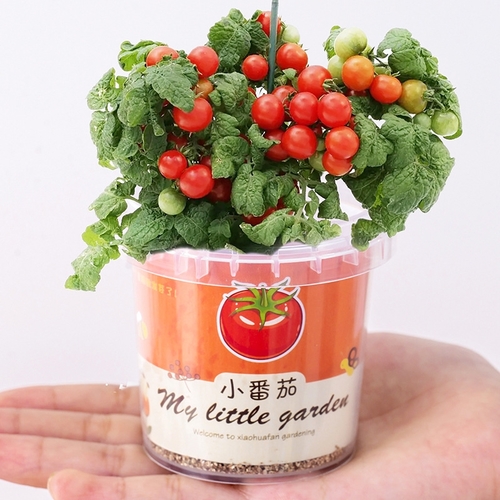 MY LITTLE GARDEN - U240 - Mini pot/container with materials(likely soil/substrate and seeds) to grow plants, flowers or fruits.