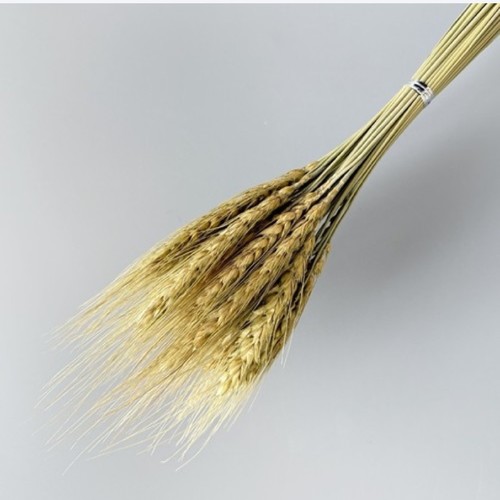 WHEAT DRIED PLANTS BO1094