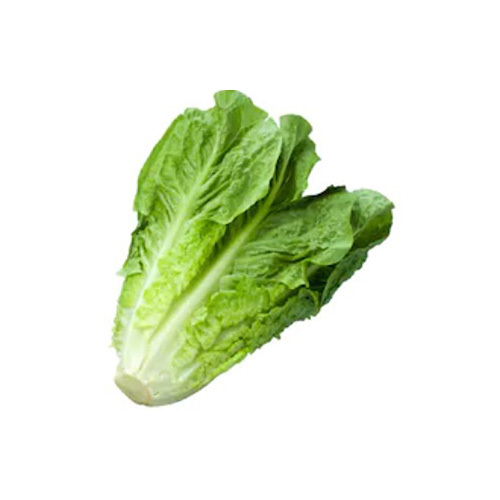 Long Lettuce - lebanon - price per KG