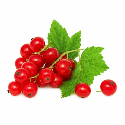 Red Currants - Holland - Price Per Packet