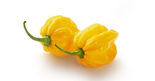 Habanero hot pepper ( baby ) - Price Per Packet