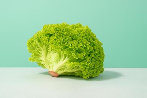 خس لولو بيوندا عضوي - كويتي