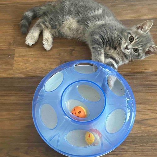 Toy for cat with Ball Blue