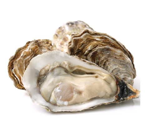 Live Oysters - 24/pcs