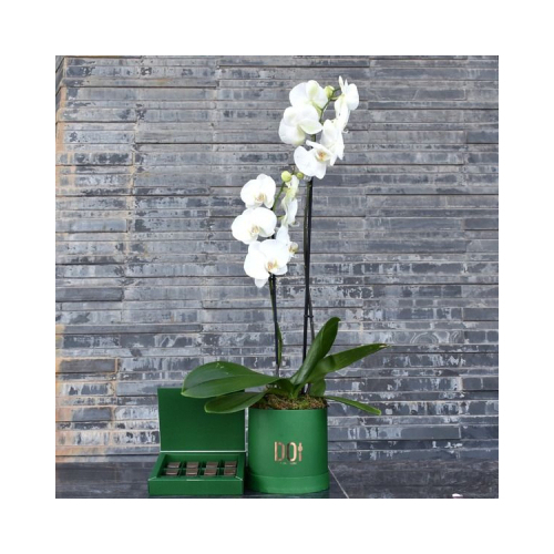 Gyu - This green box contains white orchid plants with chocolates. Height: 50cm Width: 28cm Sell by: Quantity