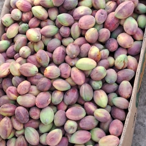 لوز حبان