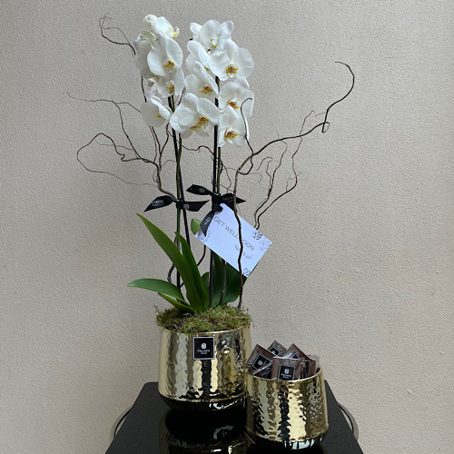 Gold Orchid - White orchid with chocolates in gold vases 
 L 40 cm * H 80 cm*Flower kind and color may slightly
differ based on availability.