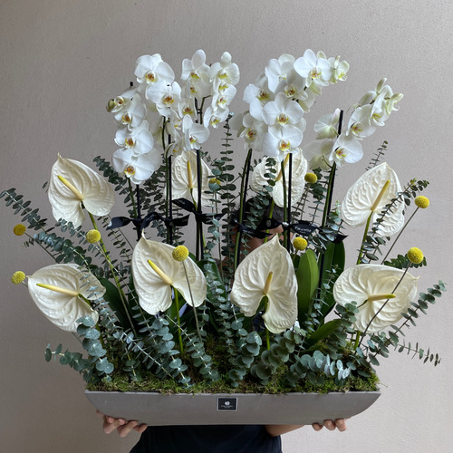 Queen of Hearts - 3 orchids with white anthuriums arranged in a rectangular sandstone pot 
 L 57cm * H 90cm*Flower kind and color may slightly
differ based on availability.