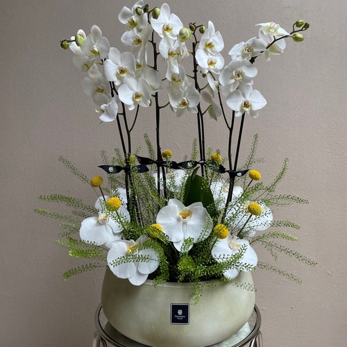 Fleurette - My sunshine - 2 orchids arranged with flowers in a round sandstone pot*Flower kind and color may slightly
differ based on availability.