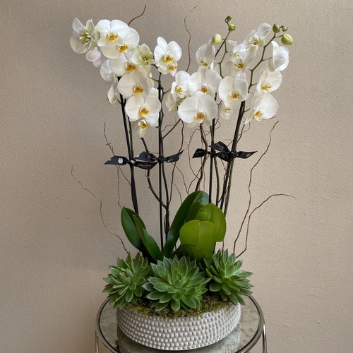 Duo of orchids - An arrangement of 2 orchids with echeveria in a round dotted cement vase*Flower kind and color may slightly
differ based on availability.