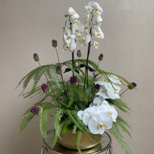 Umbrella Orchids - Phalaenopsis plant arranged with flowers in a round gold pot * H 80cm * Flower kind and color may slightly differ based on availability.