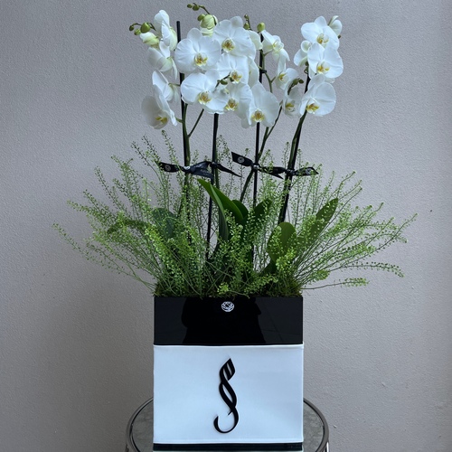 Orchids in leather - 2 phalaenopsis plants in a black base with white leather *write the desired name in the message box *Flowers color and kind may slightly differ based on availability