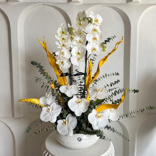 Flame rays - A single orchid in a white ceramic vase 
 L 30cm * H 80cm*Flower kind and color may slightly
differ based on availability.