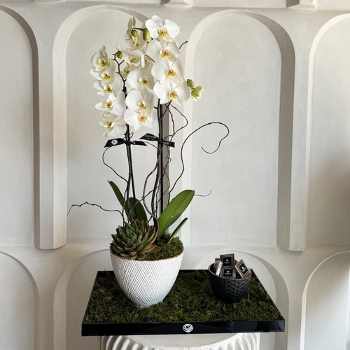 Blanco Orchid - A black tray with orchids and chocolates in ceramic vases L 50cm H 90cm*Flower kind and color may slightly
differ based on availability.