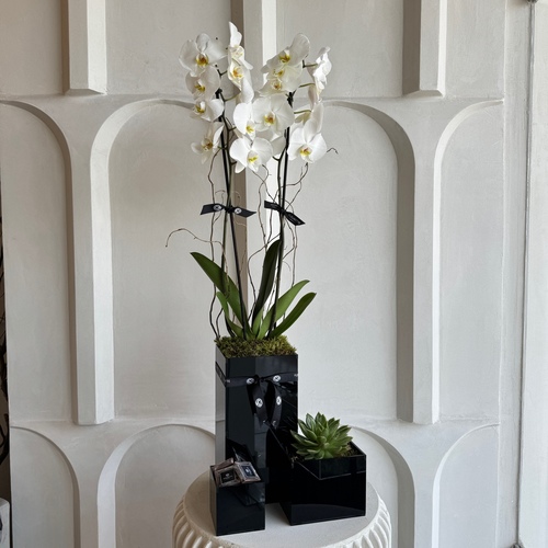 Simply Elegant - A trio black box with a single phalaenopsis plant, echeveria and chocolates 
 L 26cm * H 95cm*Flower kind and color may slightly
differ based on availability.