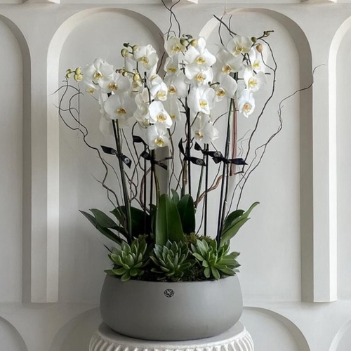 Garden of orchids - An arrangement of orchids and echeveria in a large round grey cement. H90cm *Flower kind and color may slightly vary based on availability