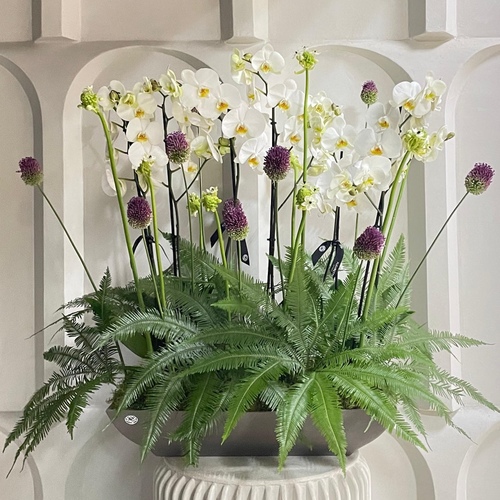 Orchids exotica - Three phalaenopsis plants with flowers in a large rectangle cement pot. L 65cm H 90cm *Flower kind or color may slightly differ based on availability