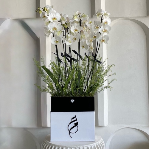 Orchids in leather - 2 phalaenopsis plants in a black base with white leather *write the desired name in the message box *Flowers color and kind may slightly differ based on availability