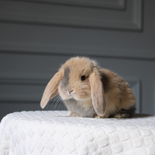 mini lop