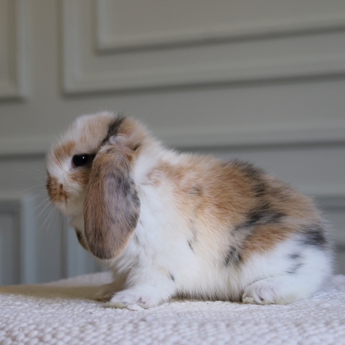 mini lop